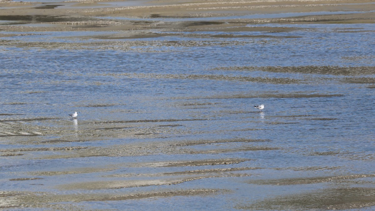 Mouette de Bonaparte - ML619007740