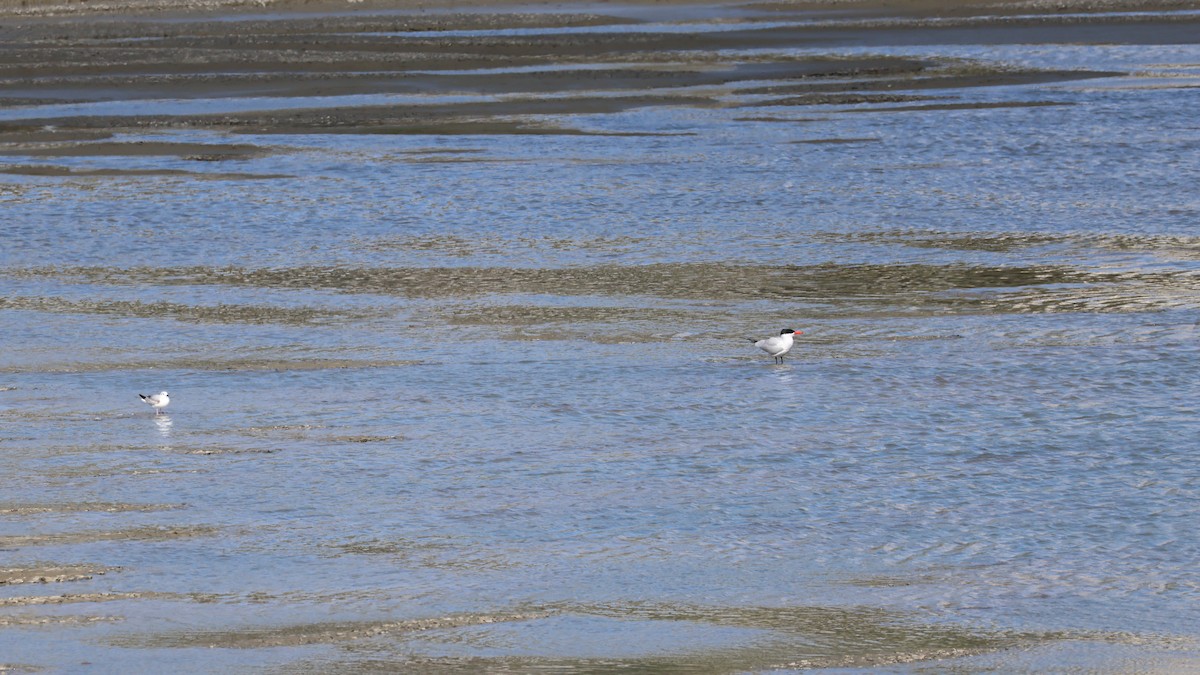 Mouette de Bonaparte - ML619007741