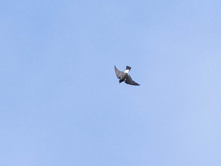 白胸燕鵙 - ML619007759