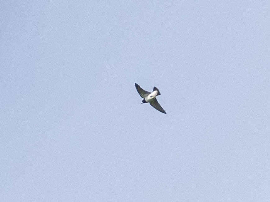 白胸燕鵙 - ML619007764