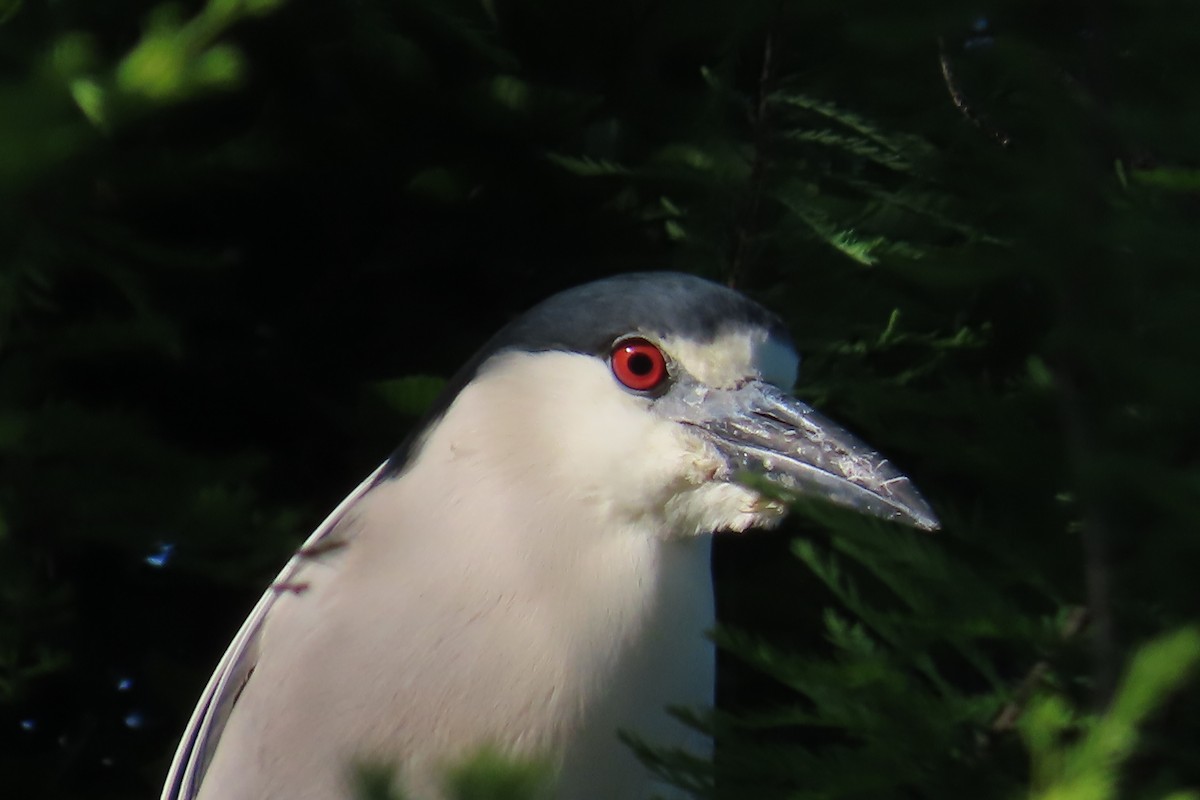 Black-crowned Night Heron - ML619007789