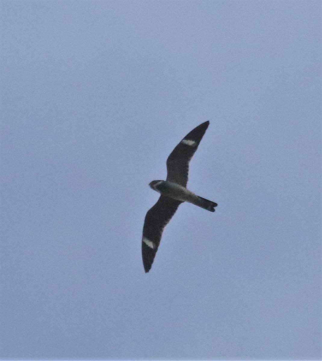 Common Nighthawk - Russell Johnson