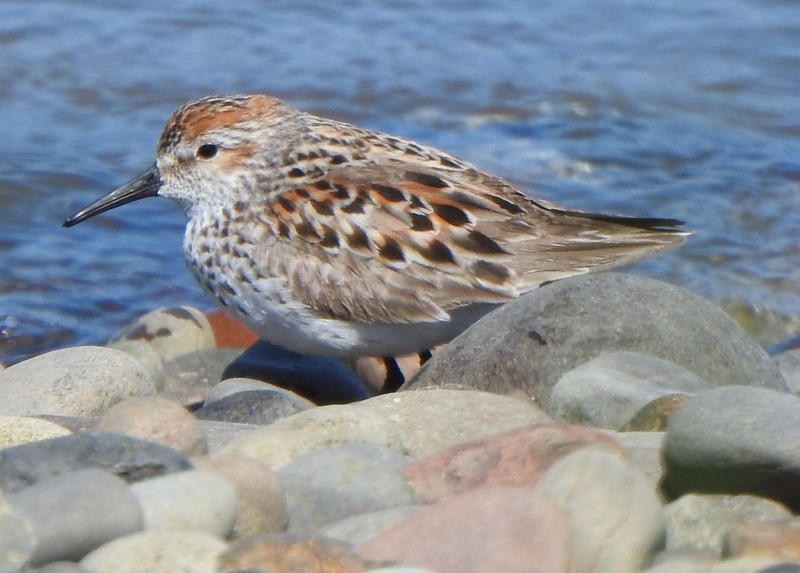 Western Sandpiper - Andy Frank