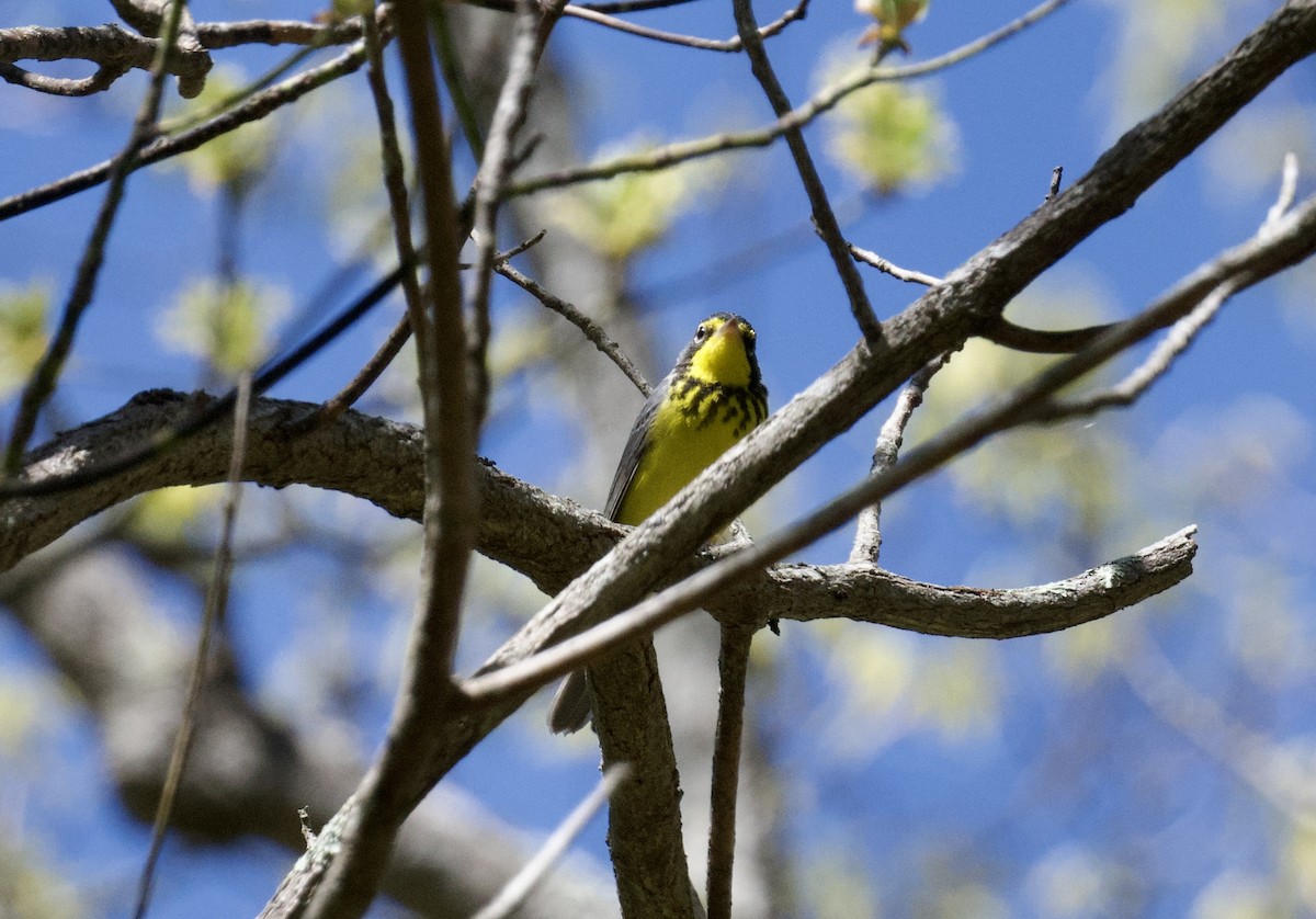 Canada Warbler - Christopher Veale