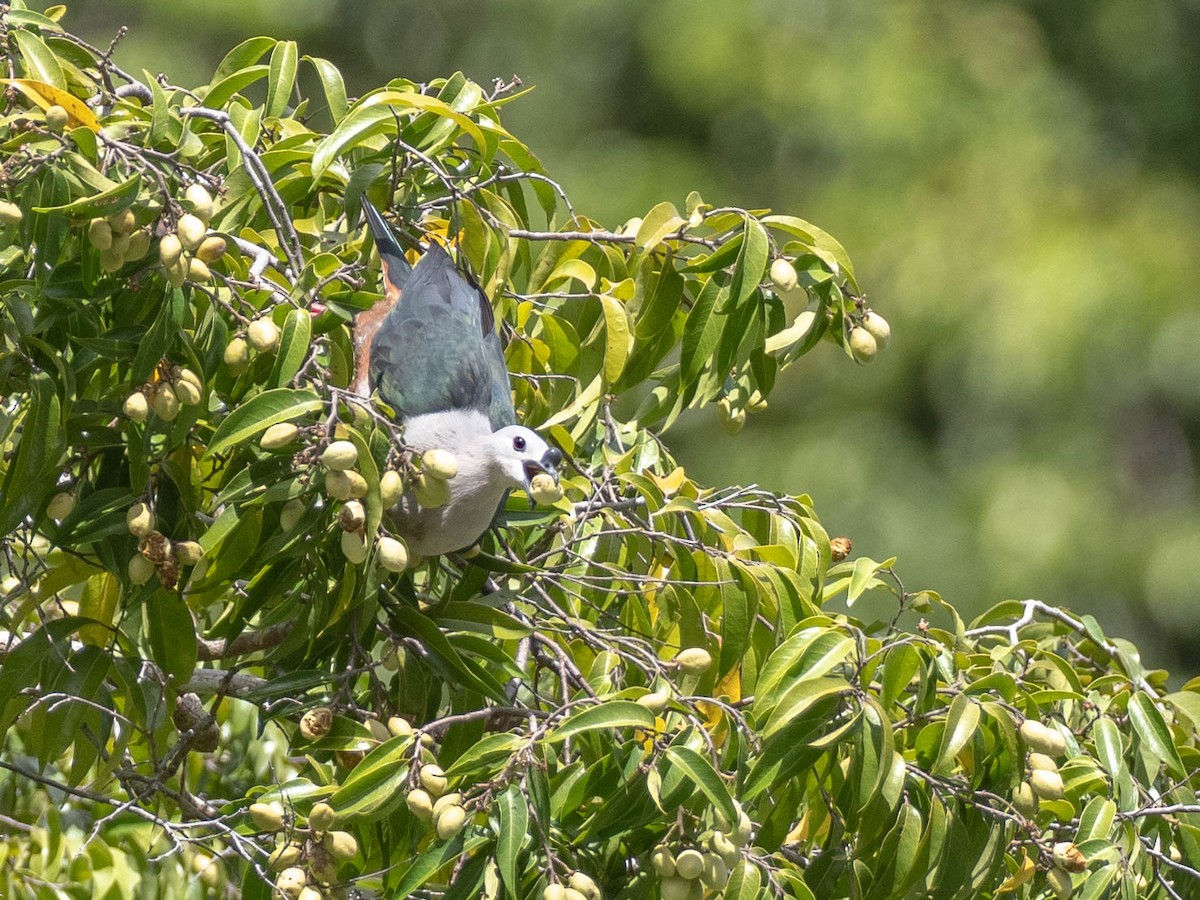 Micronesian Imperial-Pigeon - ML619007823