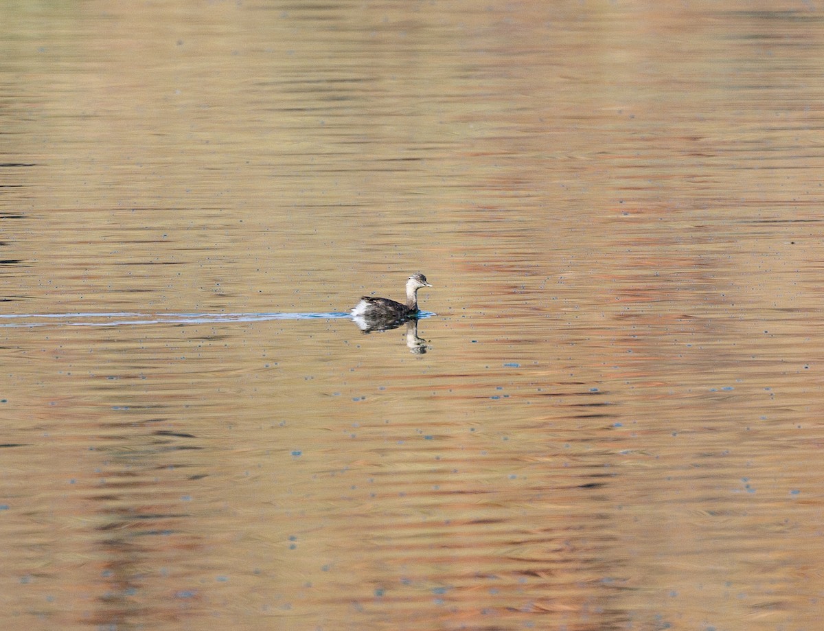 Hoary-headed Grebe - ML619007826