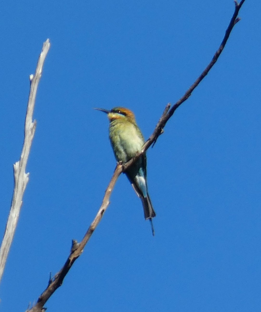 Rainbow Bee-eater - John Kooistra