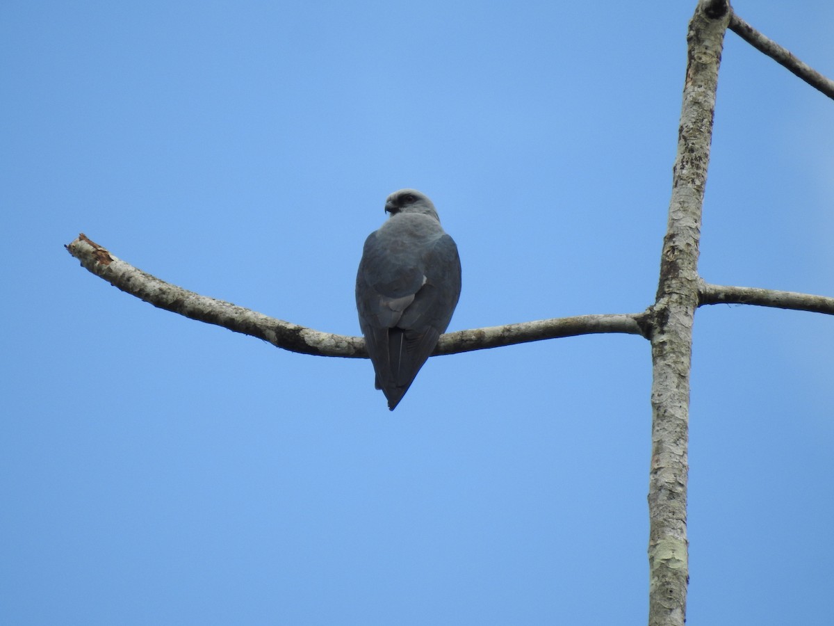 Mississippi Kite - ML619007881