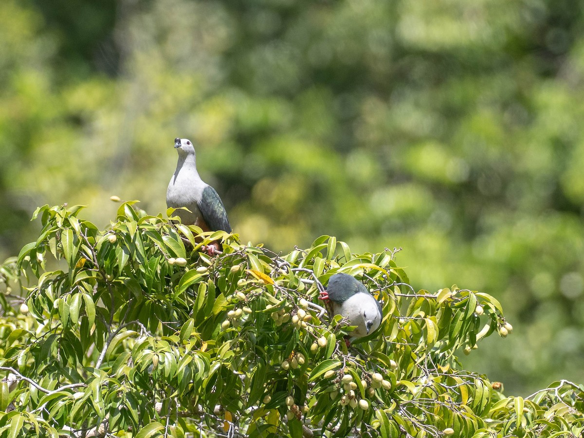 Micronesian Imperial-Pigeon - ML619007908