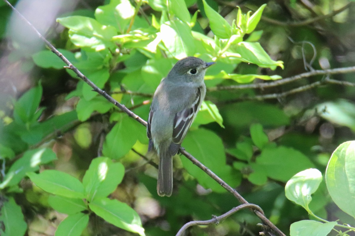Least Flycatcher - ML619007923