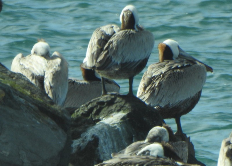 pelikán hnědý - ML619007933