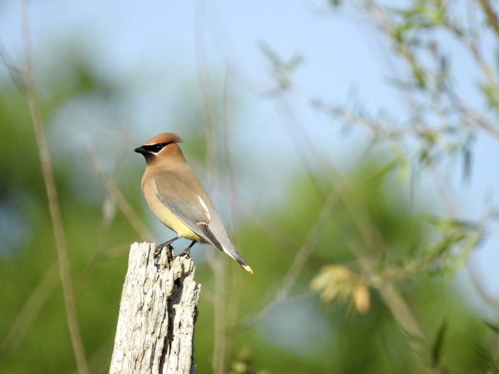 Cedar Waxwing - Seema Sheth