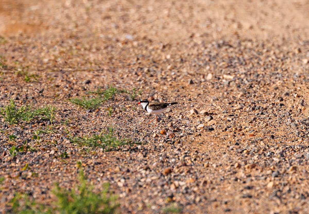 Black-fronted Dotterel - ML619007939