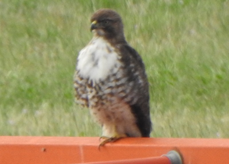 Red-tailed Hawk - Andy Frank