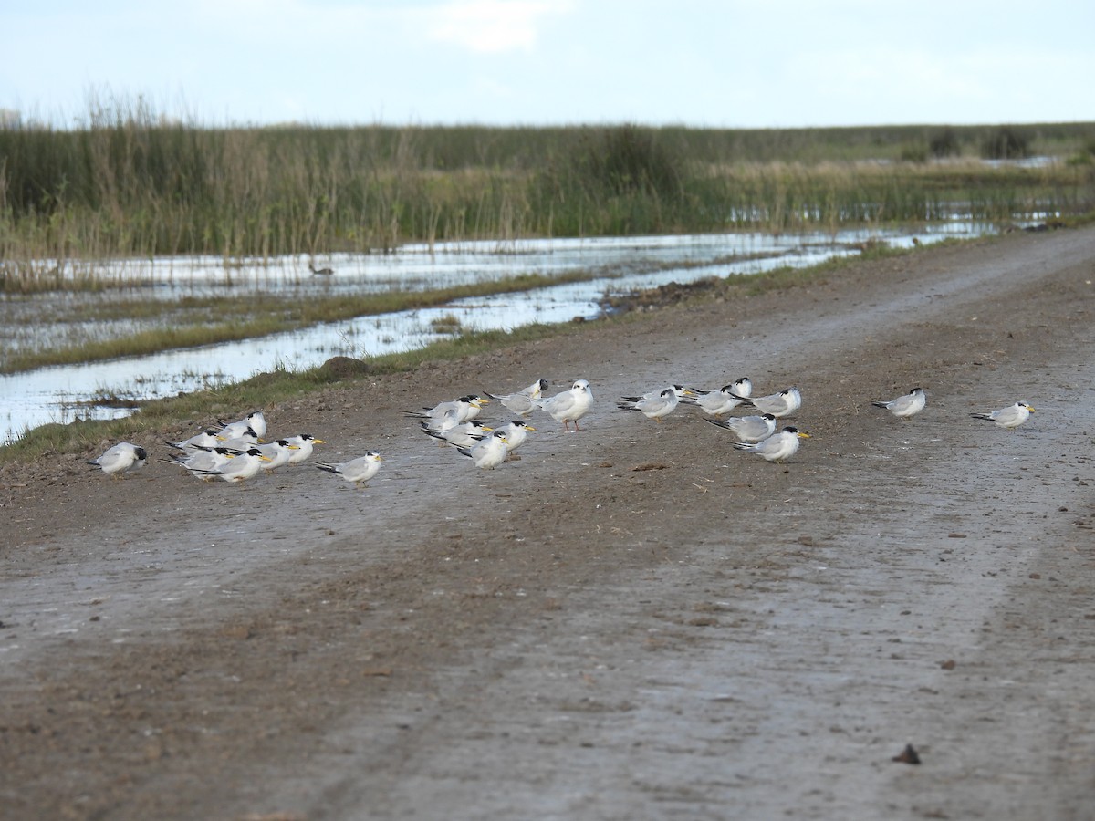 Yellow-billed Tern - ML619007954