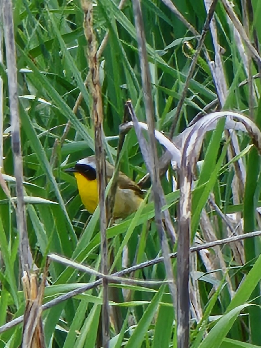 Common Yellowthroat - ML619007976