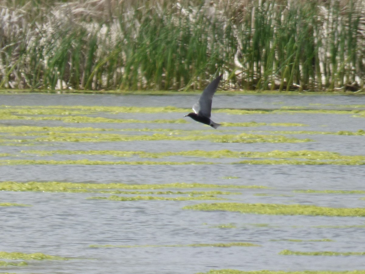 Black Tern - ML619007984