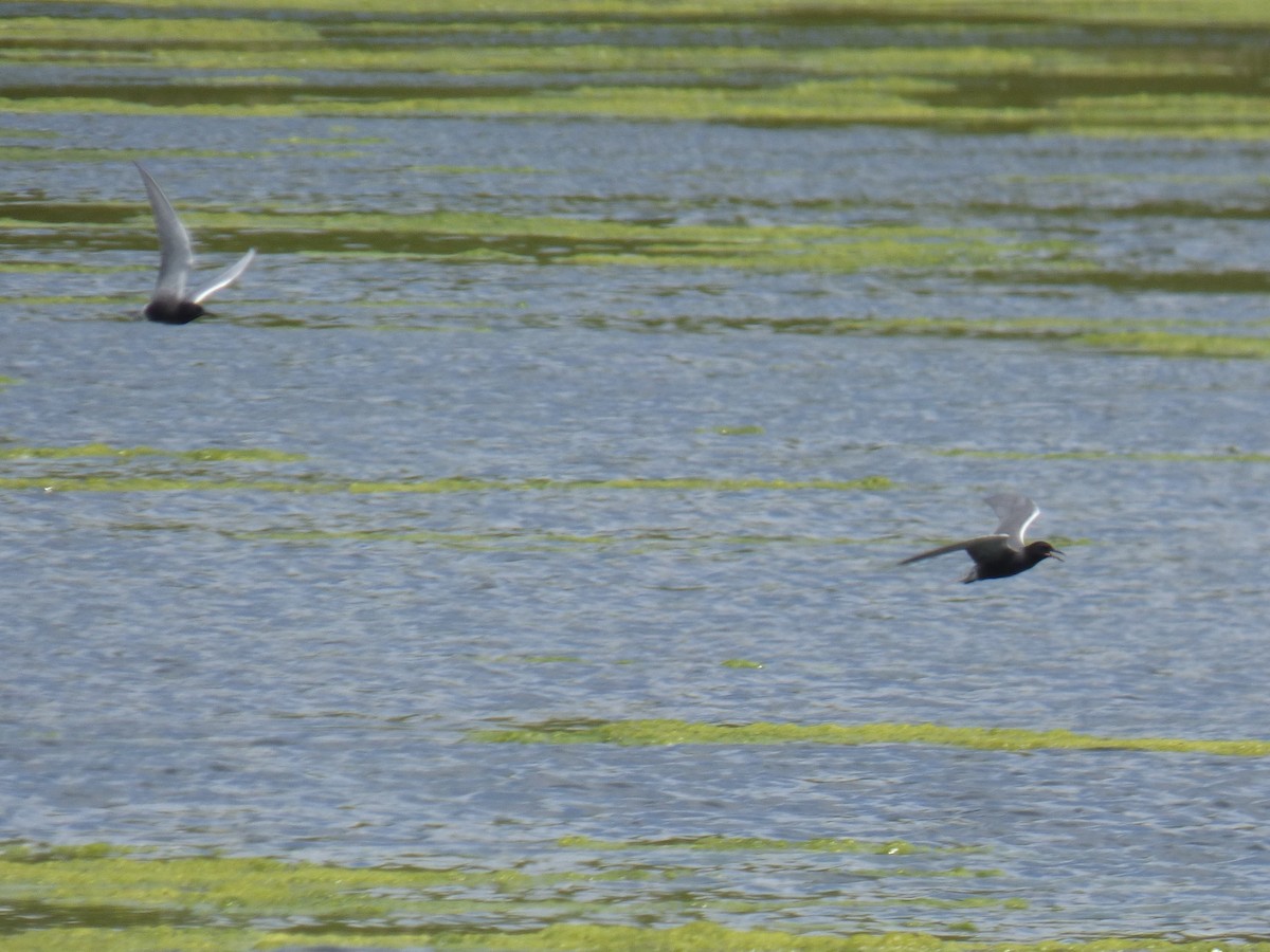 Black Tern - ML619007985