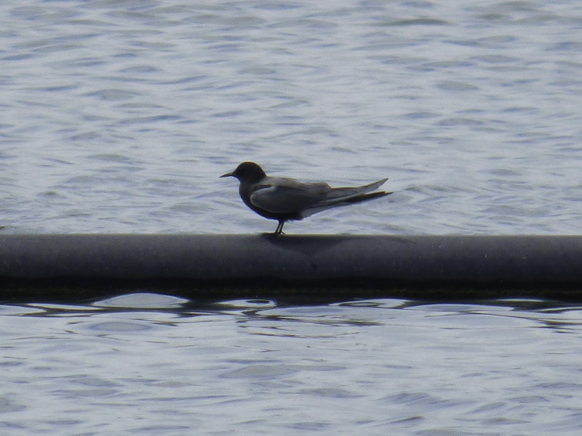 Black Tern - ML619007986