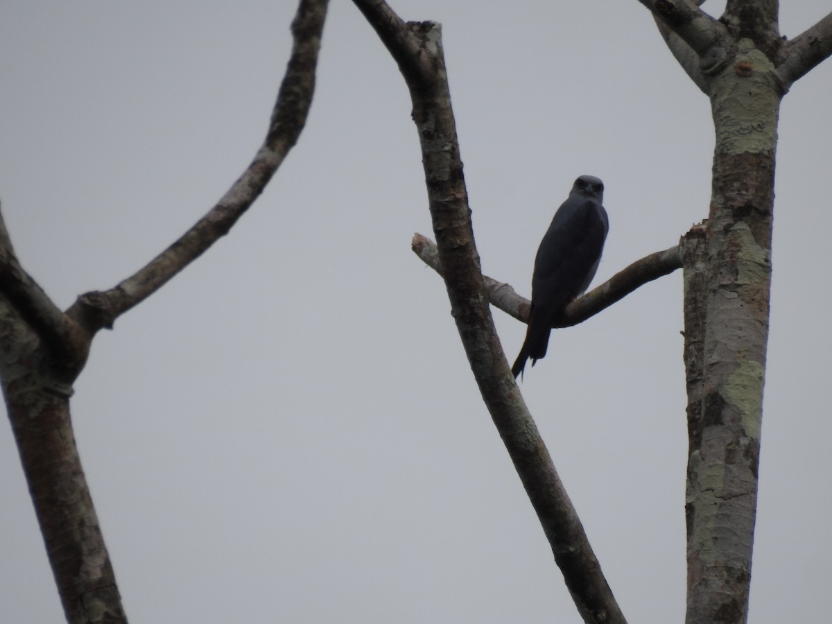 Mississippi Kite - ML619007994