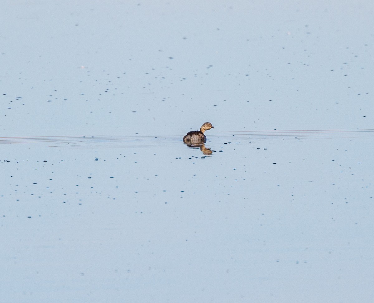 Hoary-headed Grebe - ML619007999