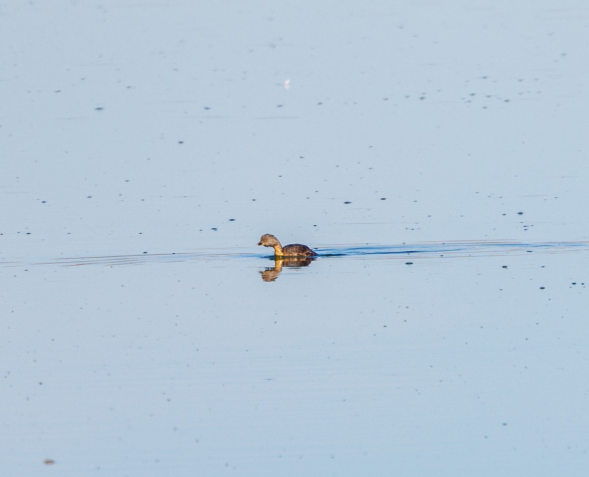 Hoary-headed Grebe - ML619008000