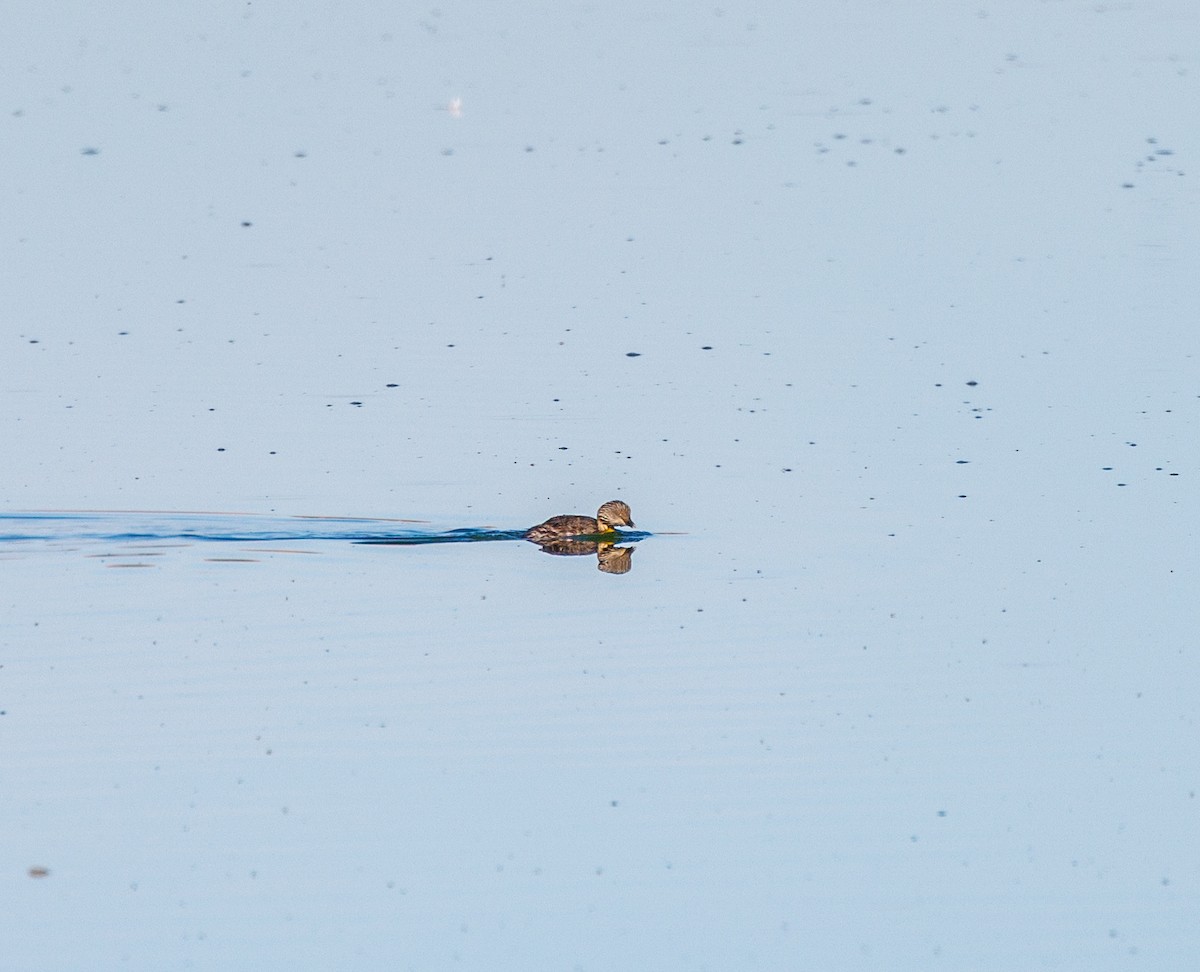 Hoary-headed Grebe - ML619008002