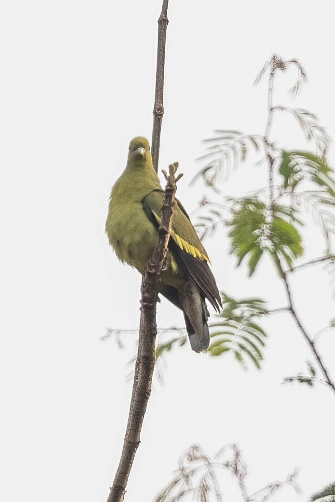 Orange-breasted Green-Pigeon - Neeraja V