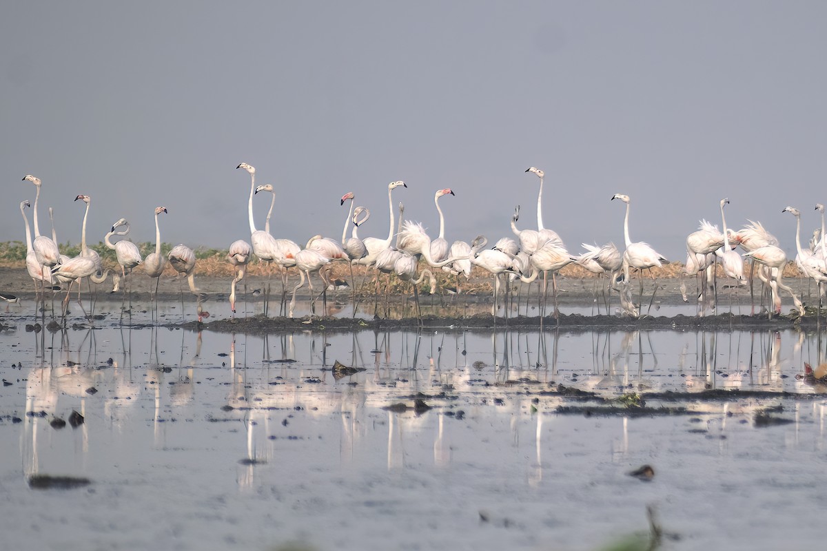 Greater Flamingo - ML619008025