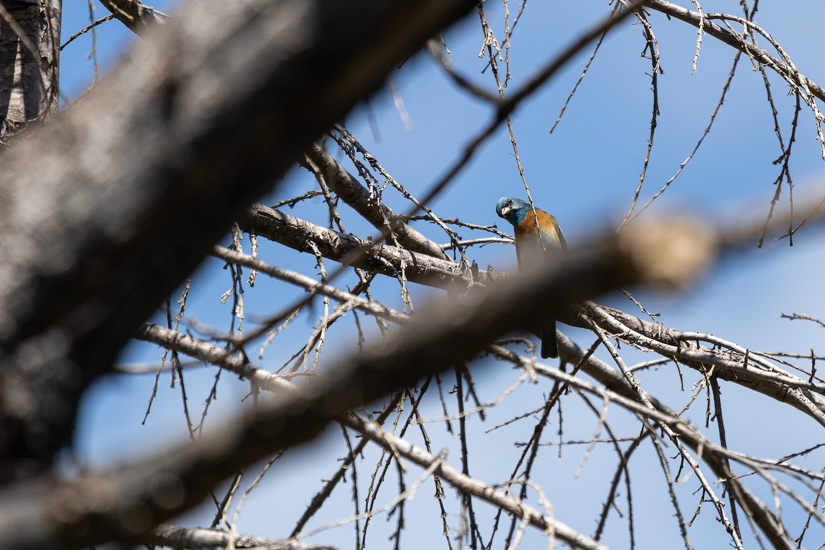 Lazuli Bunting - Aquiles Brinco