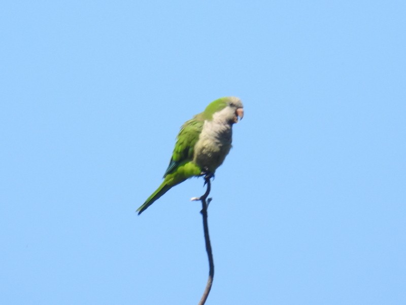 Monk Parakeet (Monk) - bob butler