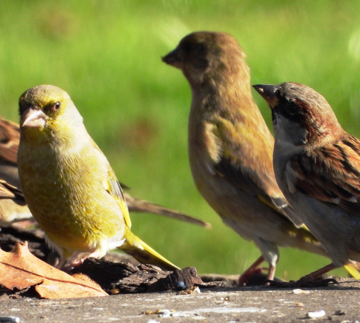 European Greenfinch - ML619008045