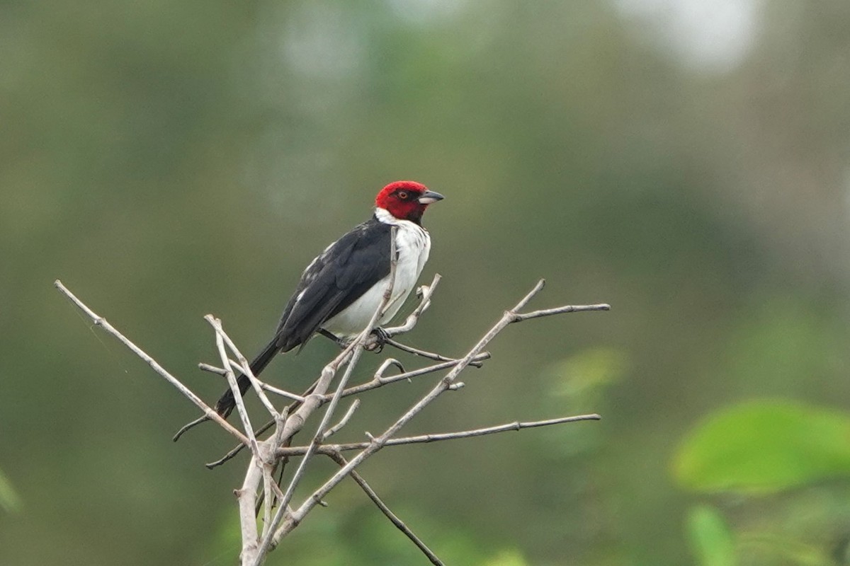 Red-capped Cardinal - Julien Piolain