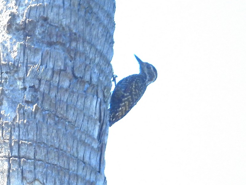 White-spotted Woodpecker - bob butler