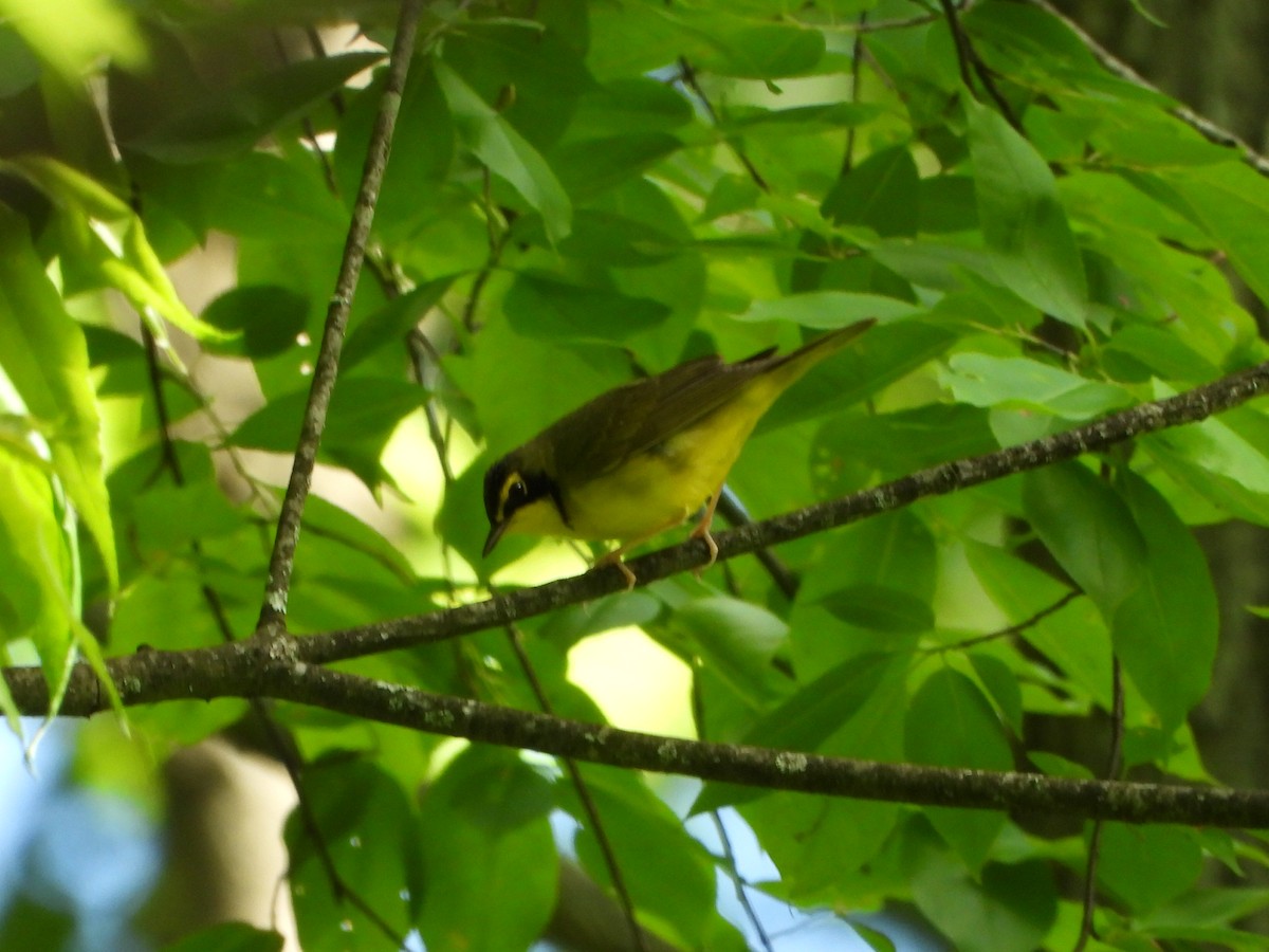 Kentucky Warbler - ML619008074