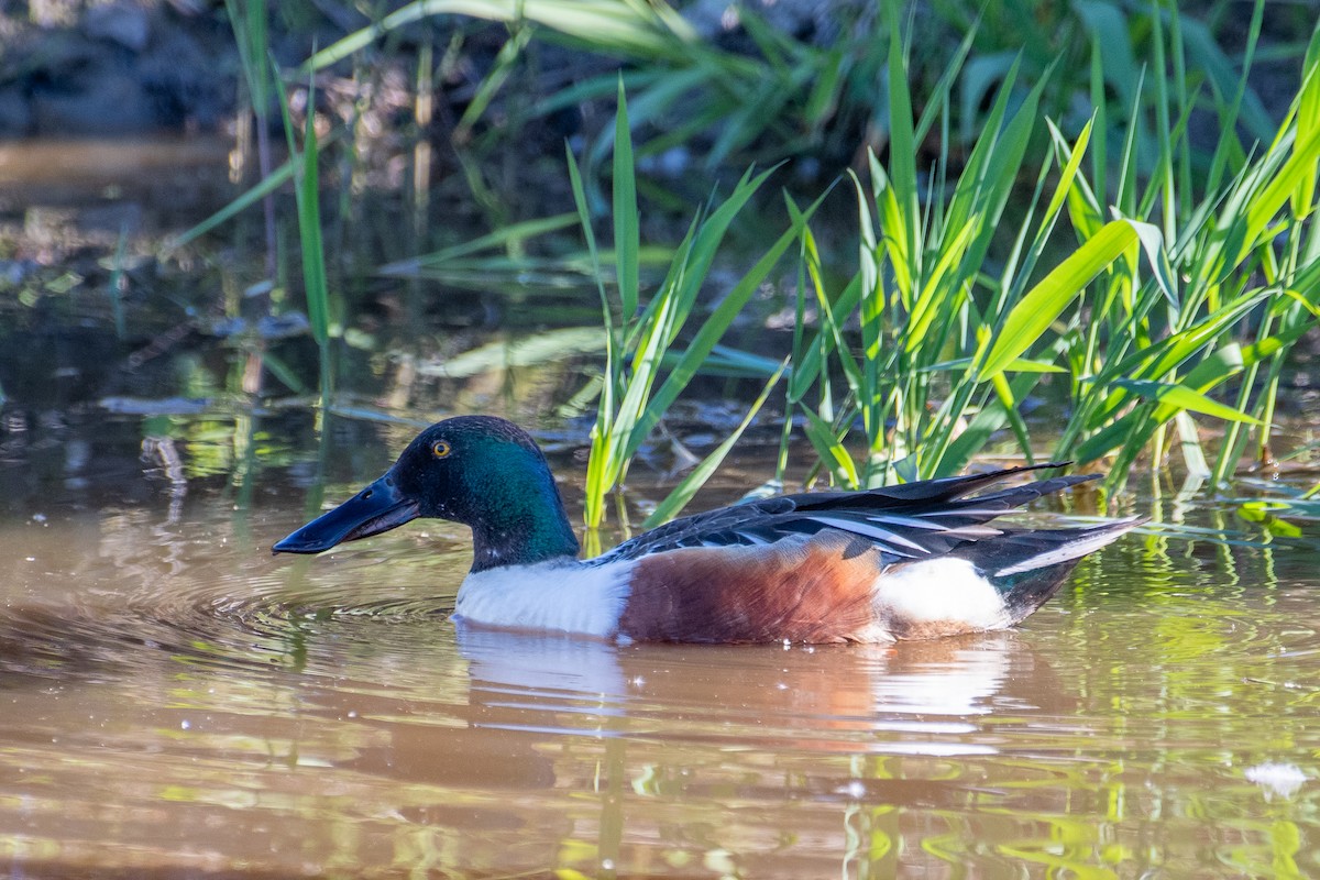 Northern Shoveler - ML619008081