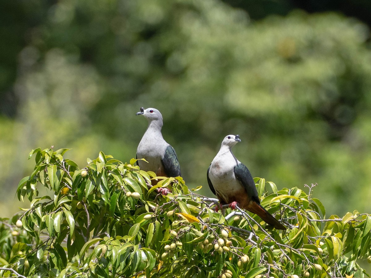 Micronesian Imperial-Pigeon - ML619008102