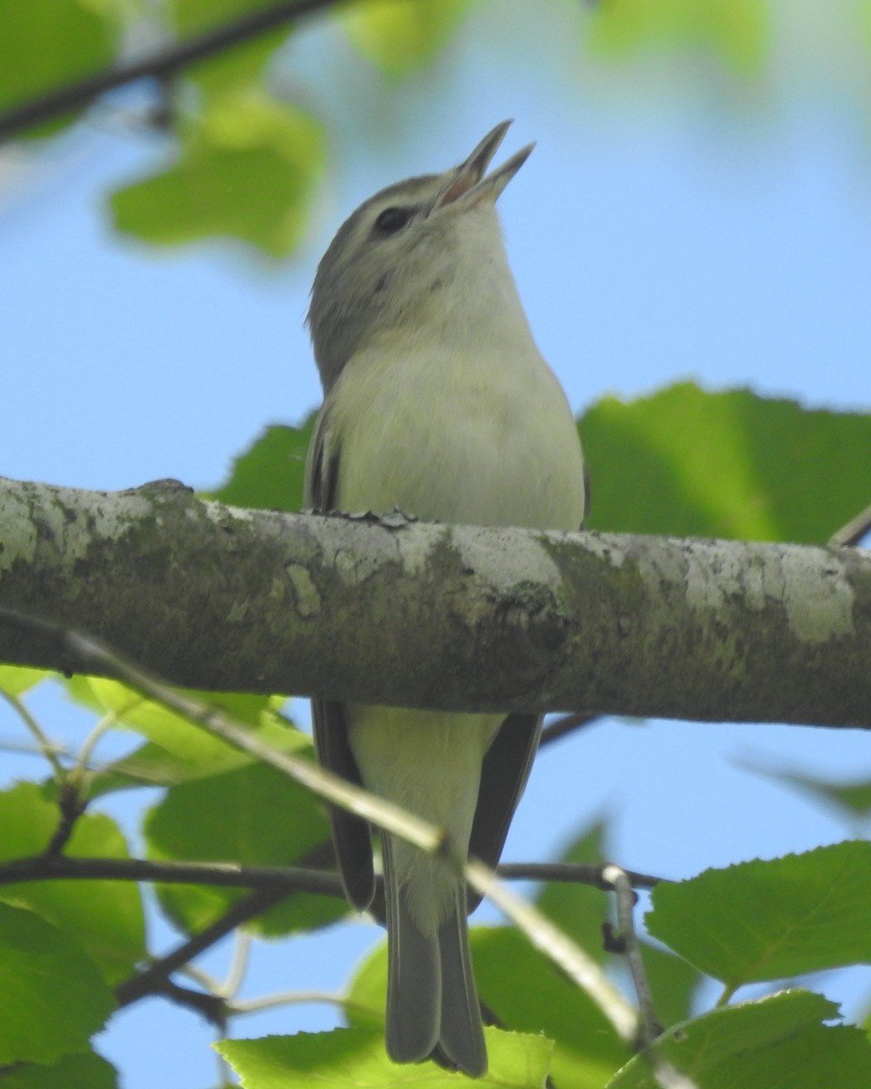 Warbling Vireo - Wayne Longbottom