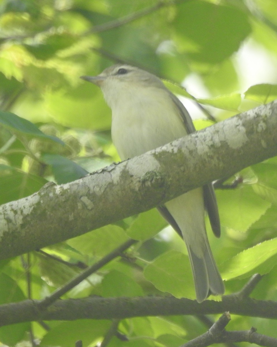 Warbling Vireo - Wayne Longbottom