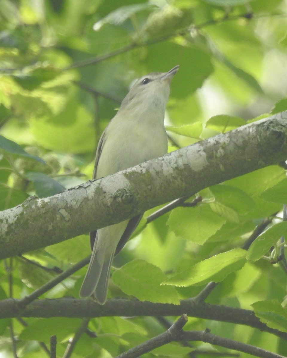 Warbling Vireo - Wayne Longbottom