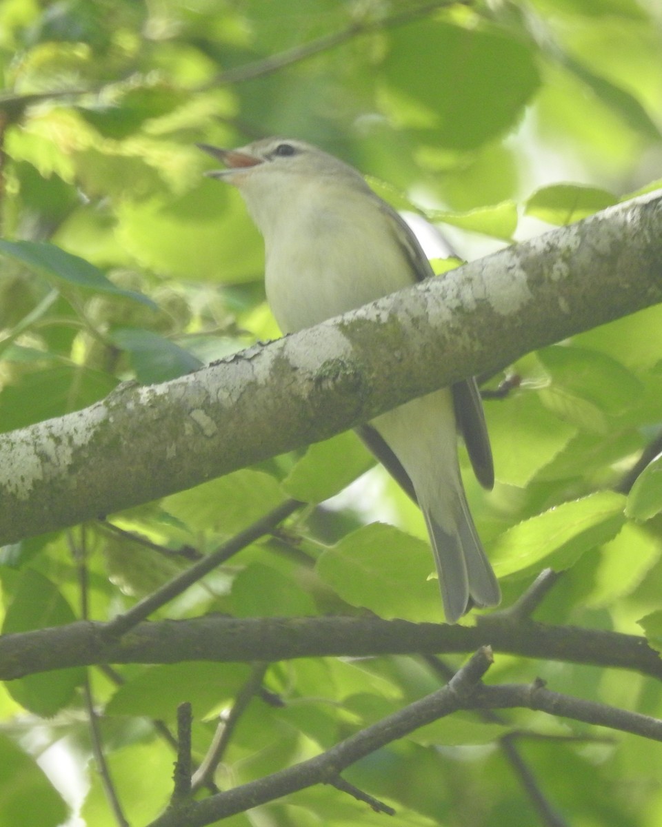 Warbling Vireo - Wayne Longbottom