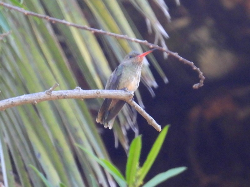 Gilded Hummingbird - bob butler