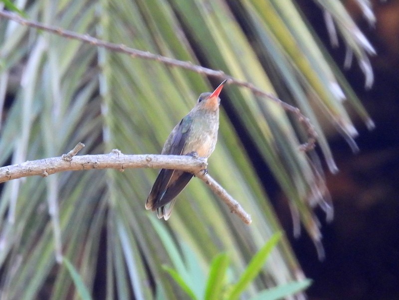 Gilded Hummingbird - bob butler