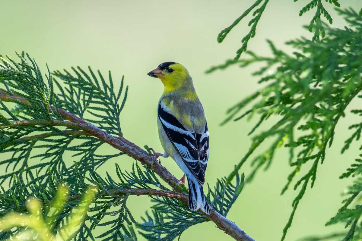 American Goldfinch - ML619008128