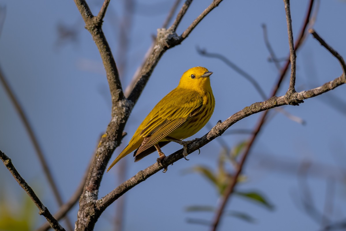 Yellow Warbler - Billy Tran