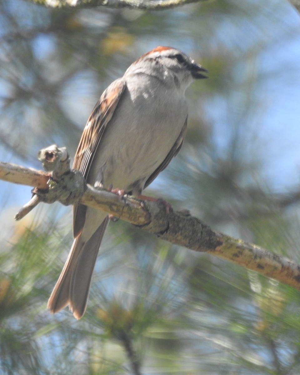 Chipping Sparrow - Wayne Longbottom