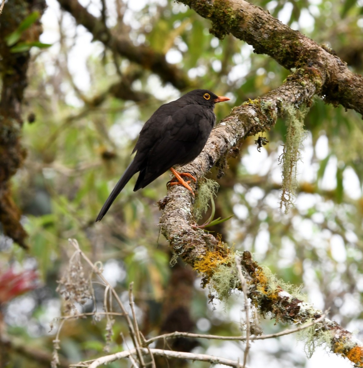 Great Thrush - Luis carlos Mahecha