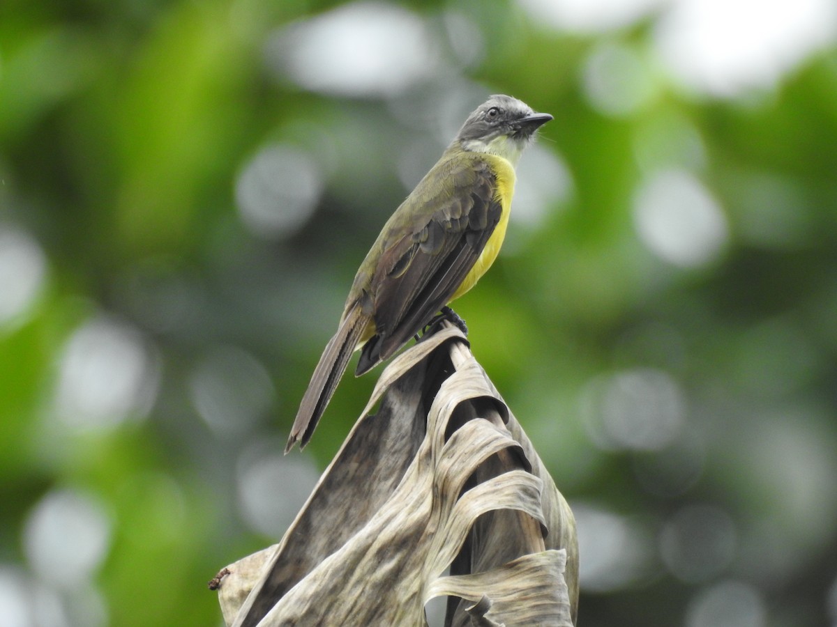 Gray-capped Flycatcher - Astrid Fernanda Hernández