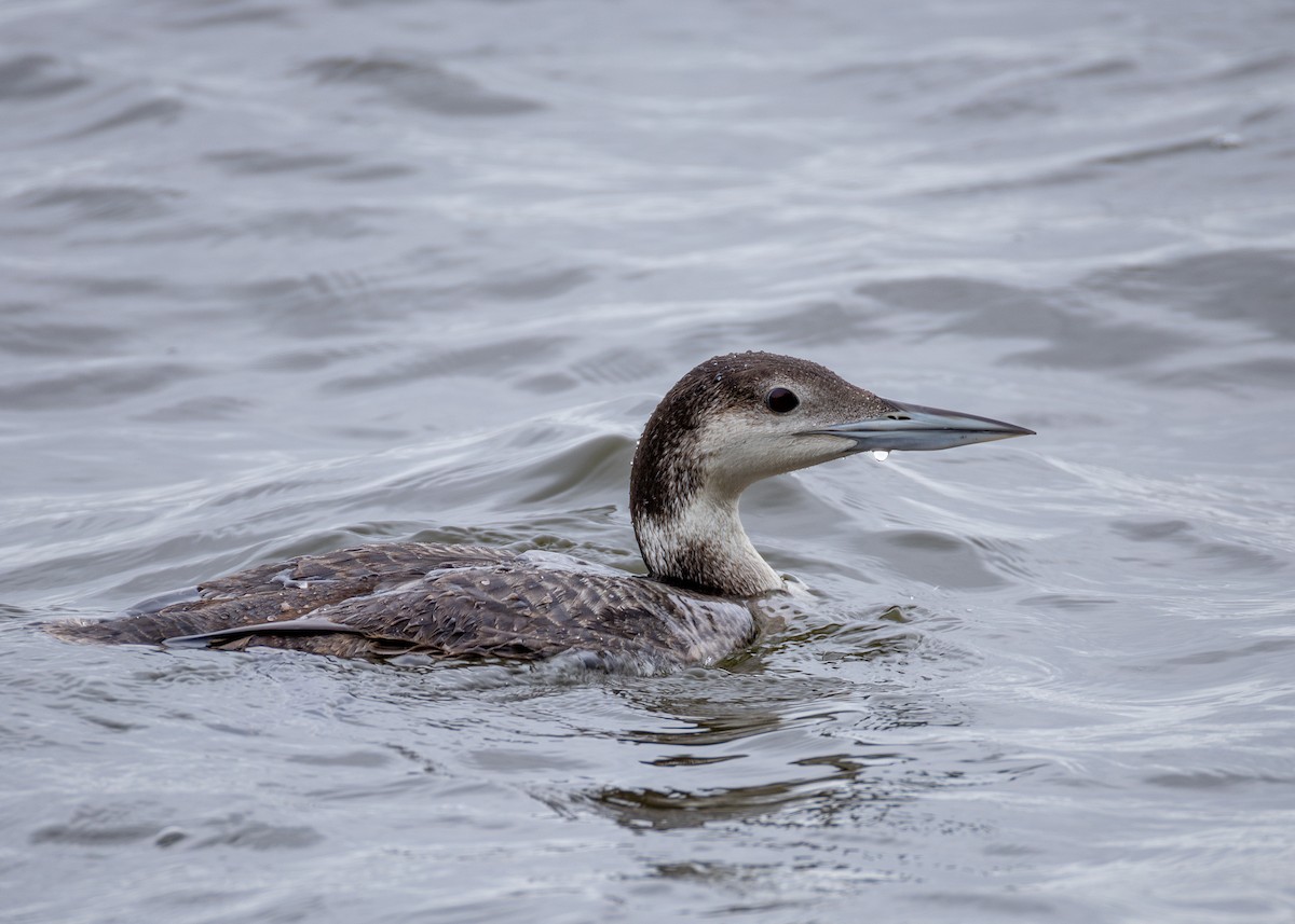 Common Loon - Peter Hamner