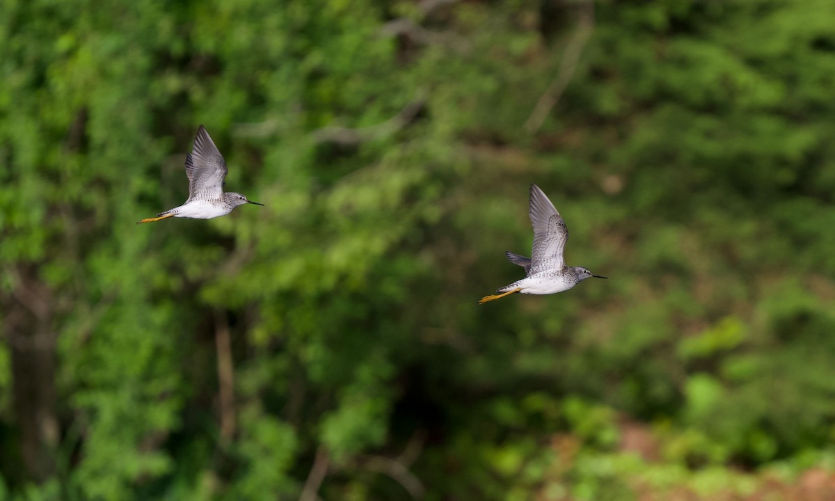 Lesser Yellowlegs - ML619008198